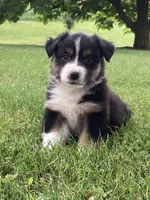 Oliver, a male Australian Shepherd for sale in Orrville, OH – 7 of 9
