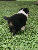 Daisy, a female Australian Shepherd for sale in Orrville, OH – 3 of 9