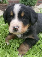 Jasper, a male Bernese Mountain Dog for sale in Orrville, OH – 4 of 10