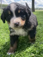 Jasper, a male Bernese Mountain Dog for sale in Orrville, OH – 6 of 10