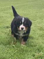 Hazel , a female Bernese Mountain Dog for sale in Orrville, OH – 4 of 7