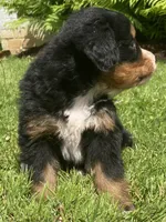 Cassie, a female Bernese Mountain Dog for sale in Orrville, OH – 7 of 10