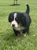 Alexa , a female Bernese Mountain Dog for sale in Orrville, OH – 3 of 8