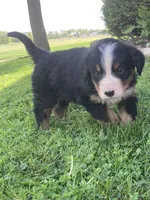 Blaze, a male Bernese Mountain Dog for sale in Orrville, OH – 6 of 9