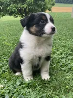 Daisy, a female Australian Shepherd for sale in Orrville, OH – 7 of 9