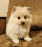 Pom, a male Pomeranian for sale in Chicago, IL – Photo 2 of 5