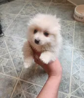 Pom, a male Pomeranian for sale in Chicago, IL – Photo 3 of 5