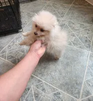 Pom, a male Pomeranian for sale in Chicago, IL – Photo 5 of 5