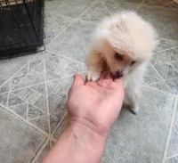 Pom, a male Pomeranian for sale in Chicago, IL – Photo 4 of 5