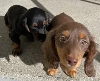 Caroline, a female Miniature Dachshund for sale in Fall River, MA – Photo 9 of 9