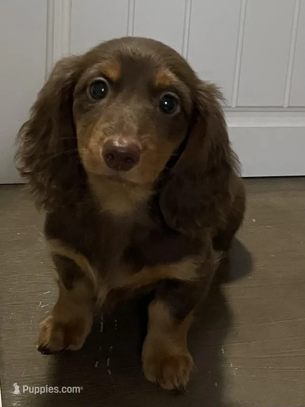 Caroline – Miniature Dachshund puppy for sale in Fall River, MA