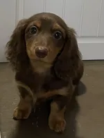 Caroline, a female Miniature Dachshund for sale in Fall River, MA – Photo 2 of 9