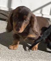 Caroline, a female Miniature Dachshund for sale in Fall River, MA – Photo 3 of 9