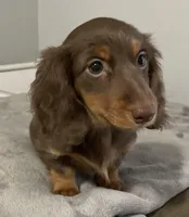 Caroline, a female Miniature Dachshund for sale in Fall River, MA – Photo 6 of 9