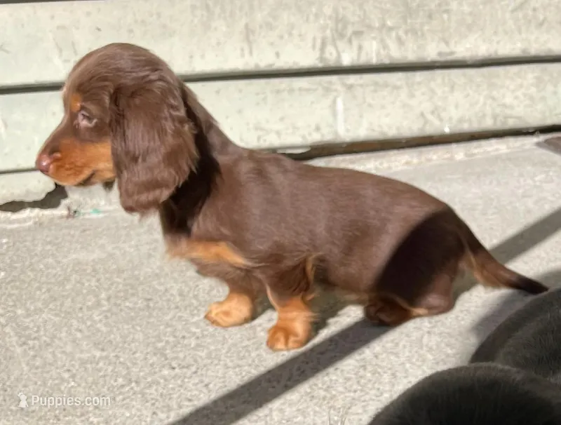 Caroline – Miniature Dachshund puppy for sale in Fall River, MA