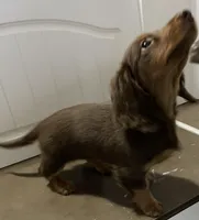 Caroline, a female Miniature Dachshund for sale in Fall River, MA – Photo 8 of 9