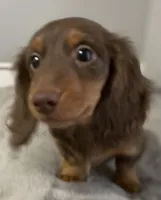 Caroline, a female Miniature Dachshund for sale in Fall River, MA – Photo 7 of 9