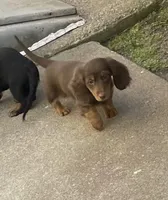 Caroline, a female Miniature Dachshund for sale in Fall River, MA – Photo 4 of 9