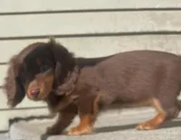 Caroline, a female Miniature Dachshund for sale in Fall River, MA – Photo 5 of 9