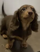 Charleston , a male Miniature Dachshund for sale in Fall River, MA – Photo 5 of 9