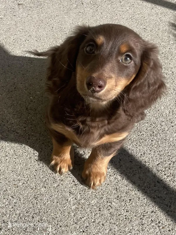 Charleston  – Miniature Dachshund puppy for sale in Fall River, MA