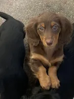 Charleston , a male Miniature Dachshund for sale in Fall River, MA – Photo 2 of 9