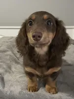 Charleston , a male Miniature Dachshund for sale in Fall River, MA – Photo 3 of 9