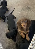 Charleston , a male Miniature Dachshund for sale in Fall River, MA – Photo 7 of 9