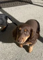 Charleston , a male Miniature Dachshund for sale in Fall River, MA – Photo 9 of 9