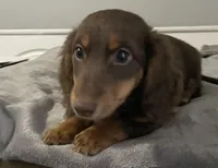 Charleston , a male Miniature Dachshund for sale in Fall River, MA – Photo 6 of 9