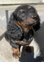 Priscilla , a female Miniature Dachshund for sale in Fall River, MA – Photo 1 of 8