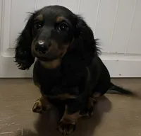 Priscilla , a female Miniature Dachshund for sale in Fall River, MA – Photo 3 of 8