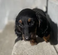 Priscilla , a female Miniature Dachshund for sale in Fall River, MA – Photo 4 of 8