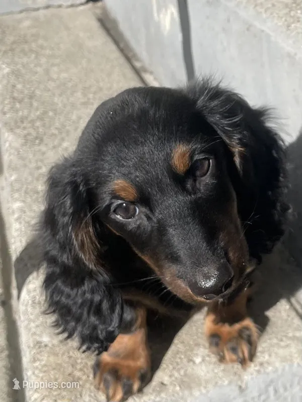 Priscilla  – Miniature Dachshund puppy for sale in Fall River, MA