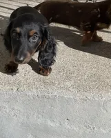 Priscilla , a female Miniature Dachshund for sale in Fall River, MA – Photo 7 of 8