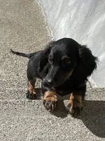 Priscilla , a female Miniature Dachshund for sale in Fall River, MA – Photo 6 of 8