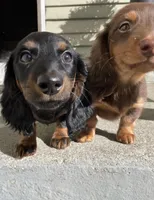 Priscilla , a female Miniature Dachshund for sale in Fall River, MA – Photo 8 of 8