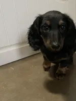 Priscilla , a female Miniature Dachshund for sale in Fall River, MA – Photo 5 of 8