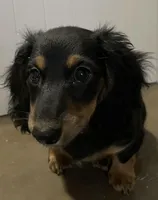 Roxanne, a female Miniature Dachshund for sale in Fall River, MA – Photo 3 of 10