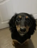 Roxanne, a female Miniature Dachshund for sale in Fall River, MA – Photo 6 of 10