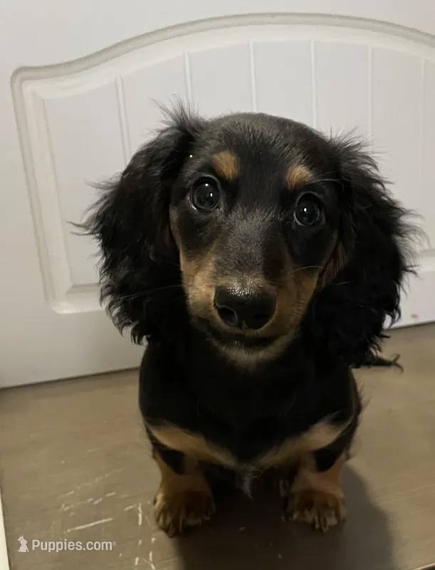 Roxanne – Miniature Dachshund puppy for sale in Fall River, MA