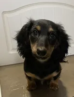 Roxanne, a female Miniature Dachshund for sale in Fall River, MA – Photo 5 of 10