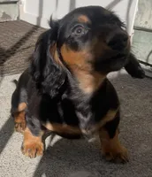 Roxanne, a female Miniature Dachshund for sale in Fall River, MA – Photo 1 of 10