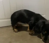 Roxanne, a female Miniature Dachshund for sale in Fall River, MA – Photo 9 of 10