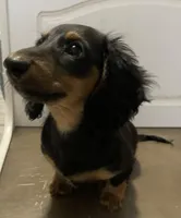 Roxanne, a female Miniature Dachshund for sale in Fall River, MA – Photo 8 of 10