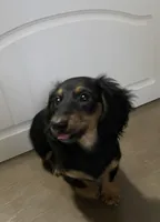 Roxanne, a female Miniature Dachshund for sale in Fall River, MA – Photo 7 of 10