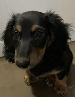 Roxanne, a female Miniature Dachshund for sale in Fall River, MA – Photo 4 of 10