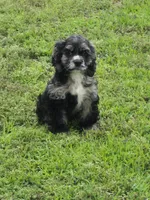 Ranger, a male Cocker Spaniel for sale in Greers Ferry, AR – 4 of 4