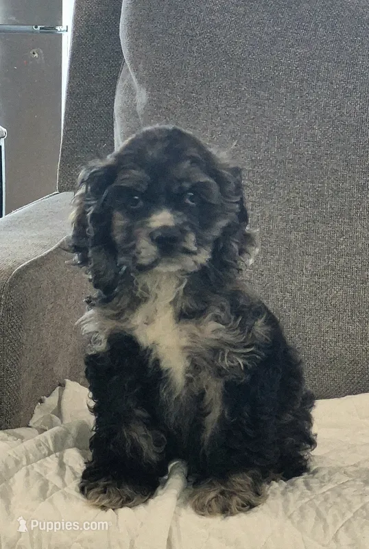 Ranger – Cocker Spaniel puppy for sale in Greers Ferry, AR