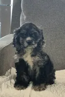 Ranger, a male Cocker Spaniel for sale in Greers Ferry, AR – 1 of 4